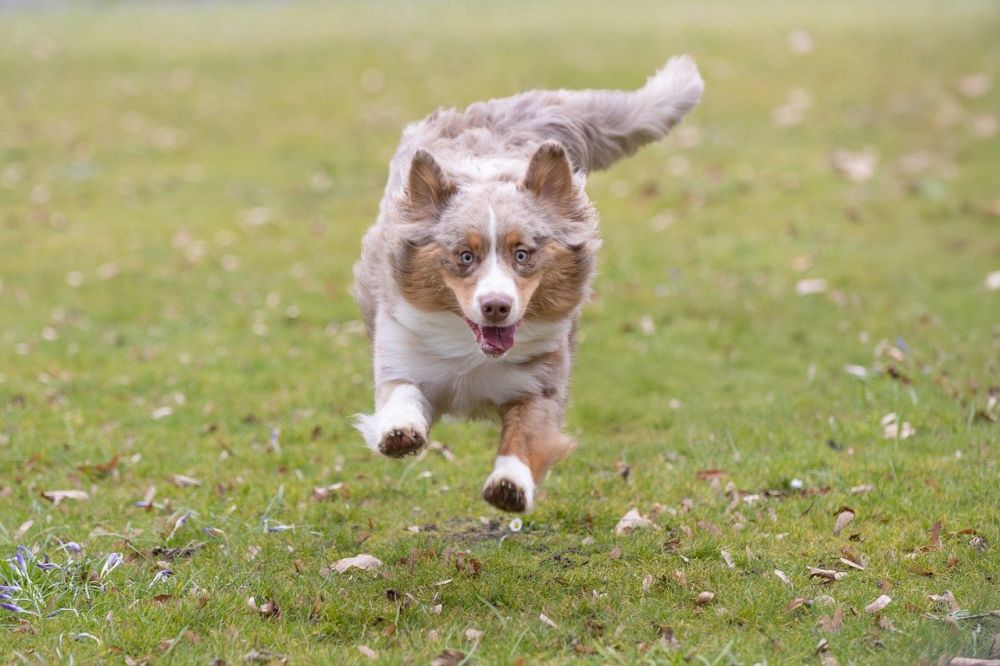 Hunddagis i Sollentuna: En trygg och rolig plats för din hund