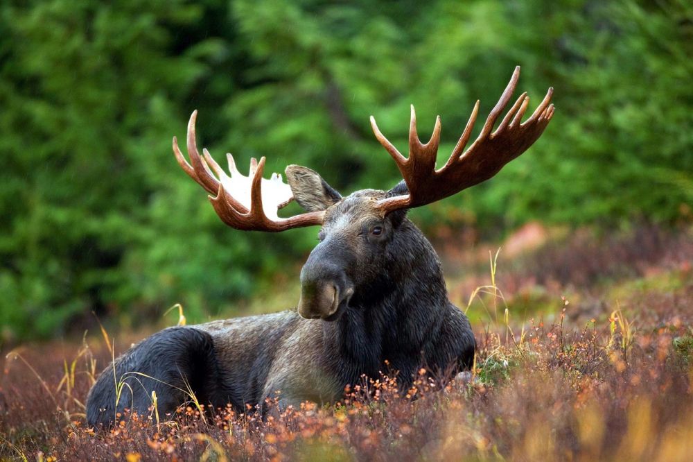 Älgpark I småland  nära möten med skogens konung