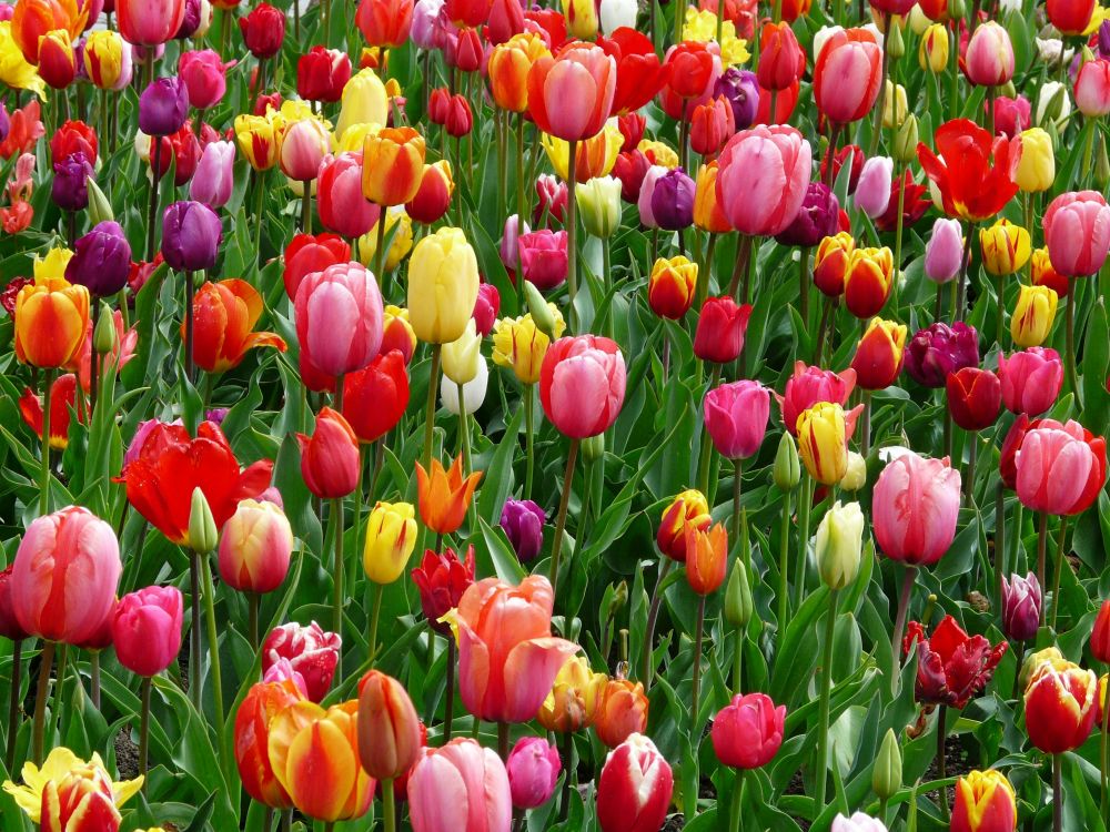Skicka blommor  en enkel gest som gör stor skillnad