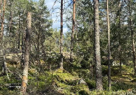 Virkesköp i Östergötland  så får skogsägaren ut mer av sin skog